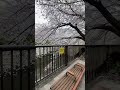 The most magical time in Tokyo 🌸 Tokyo’s cherry blossom season, also known as Sakura season, is a
