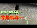 【五三川５０アップを捕獲】足元が最強の食わせどころ。梅雨時期が旬のカエルイメージの釣り。【水の旅＃ 3後編】