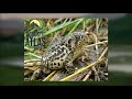 The haunting sounds produced by the nearly extinct Wyoming toad (Anaxyrus baxteri) were recorded on June 5, 2014 at ...
