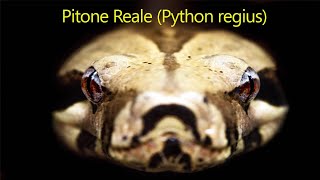 Pitone Reale (Python regius) - GUIDA