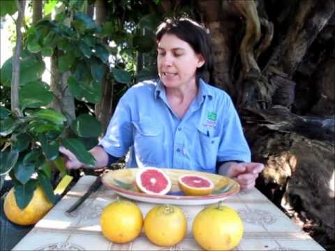 Dwarf Rio Red GrapeFruit Tree in Bonsai Bags DaleysFruit.com.au