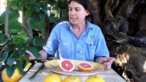 Dwarf Rio Red GrapeFruit Tree in Bonsai Bags DaleysFruit.com.au