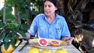 Dwarf Rio Red GrapeFruit Tree in Bonsai Bags DaleysFruit.com.au My 15 Year Old Ruby Red Grapefruit Tree From Lowes
