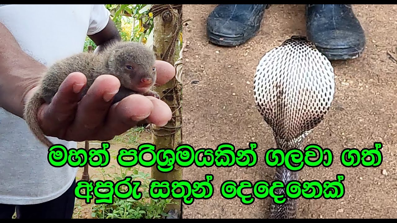 The baby mongoose and the cobra