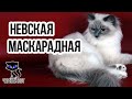 ✔ Невская маскарадная - длинношерстная кошка с колор-пойнтовым окрасом и голубыми глазами