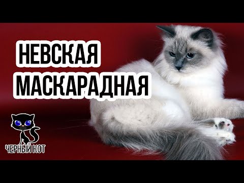 ✔ Невская маскарадная длинношерстная кошка с колор-пойнтовым окрасом и голубыми глазами