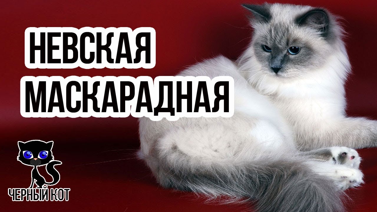 ✓ Невская маскарадная - длинношерстная кошка с колор-пойнтовым окрасом и  голубыми глазами - YouTube