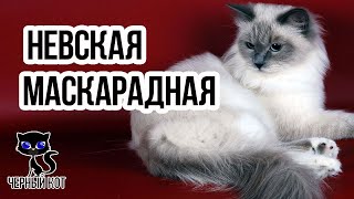 ✔ Невская маскарадная - длинношерстная кошка с колор-пойнтовым окрасом и голубыми глазами