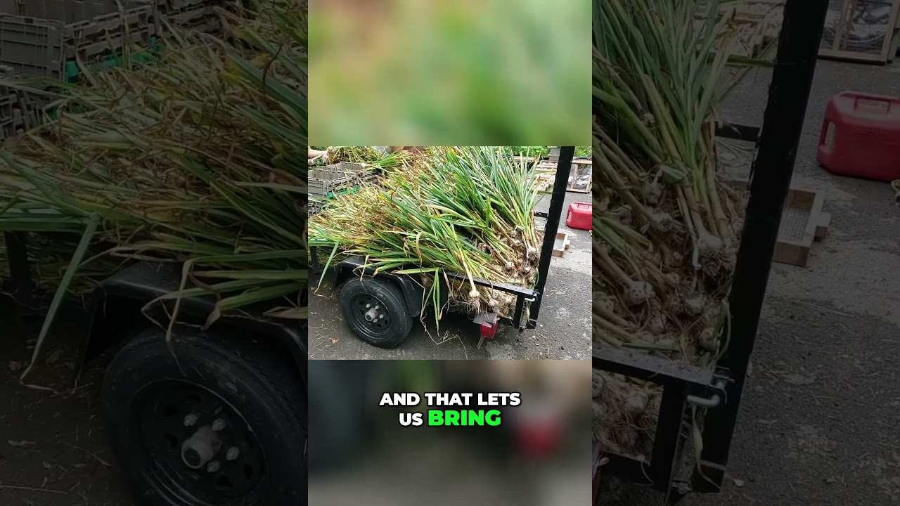 Elephant Garlic Harvest : From Field to Processing!