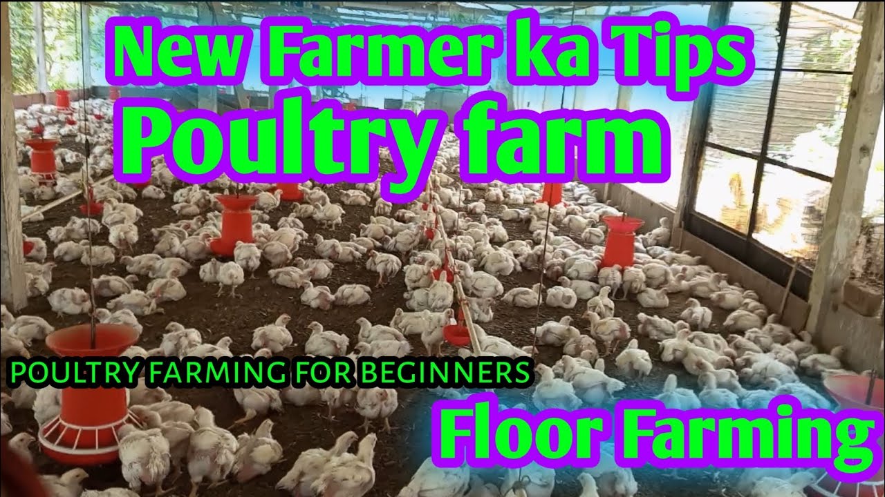 New Farmers Ke Lea Kuch Tips Poultry Farming Tips For Beginners new-farmers-ke-lea-kuch-tips-poultry-farming-tips-for-beginners
