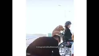 Hayvan Di̇yi̇p Geçmeyi̇n