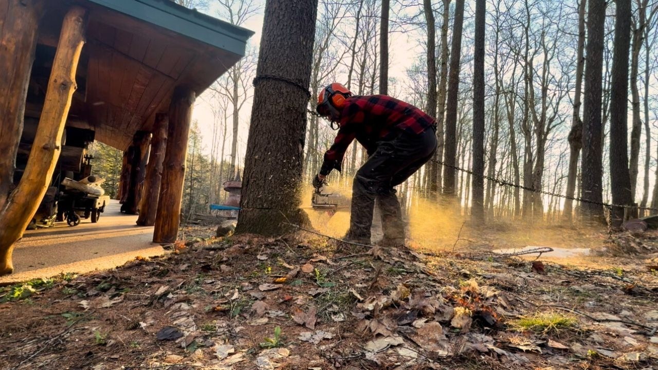 Using a tractor with a logging winch to help bring these trees down ...