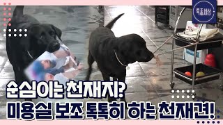 [FULL영상] 미용실 보조 역할 톡톡히 하는 천재견 순심이 이런 것까지 한다고?