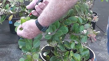 Yellow Ohia hint for May 2013