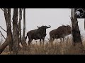 31&quot; Blue Wildebeest Hunt. Gateway to Africa Safaris