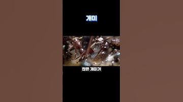 개미를 이기는 민달팽이를 이기는 개미