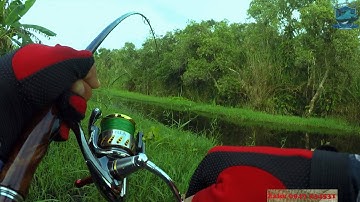 Câu cá rừng U Minh Hạ ngay ngày mở cửa bán vé dịch vụ câu cá | Nhái hơi Heo KH Pig lập công - P5