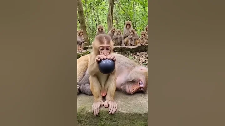 This Monkey Won’t Stop Causing Trouble #monkey #funny #animals