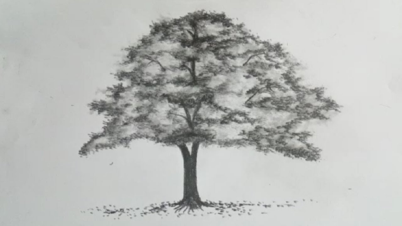 Featured image of post Simple Tree Picture Drawing / Simple tree with roots drawing colored tree drawing with roots.