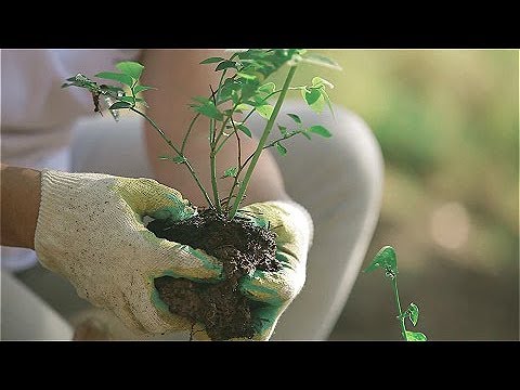 Голубика садовая. Правила посадки, агротехники и обрезки.