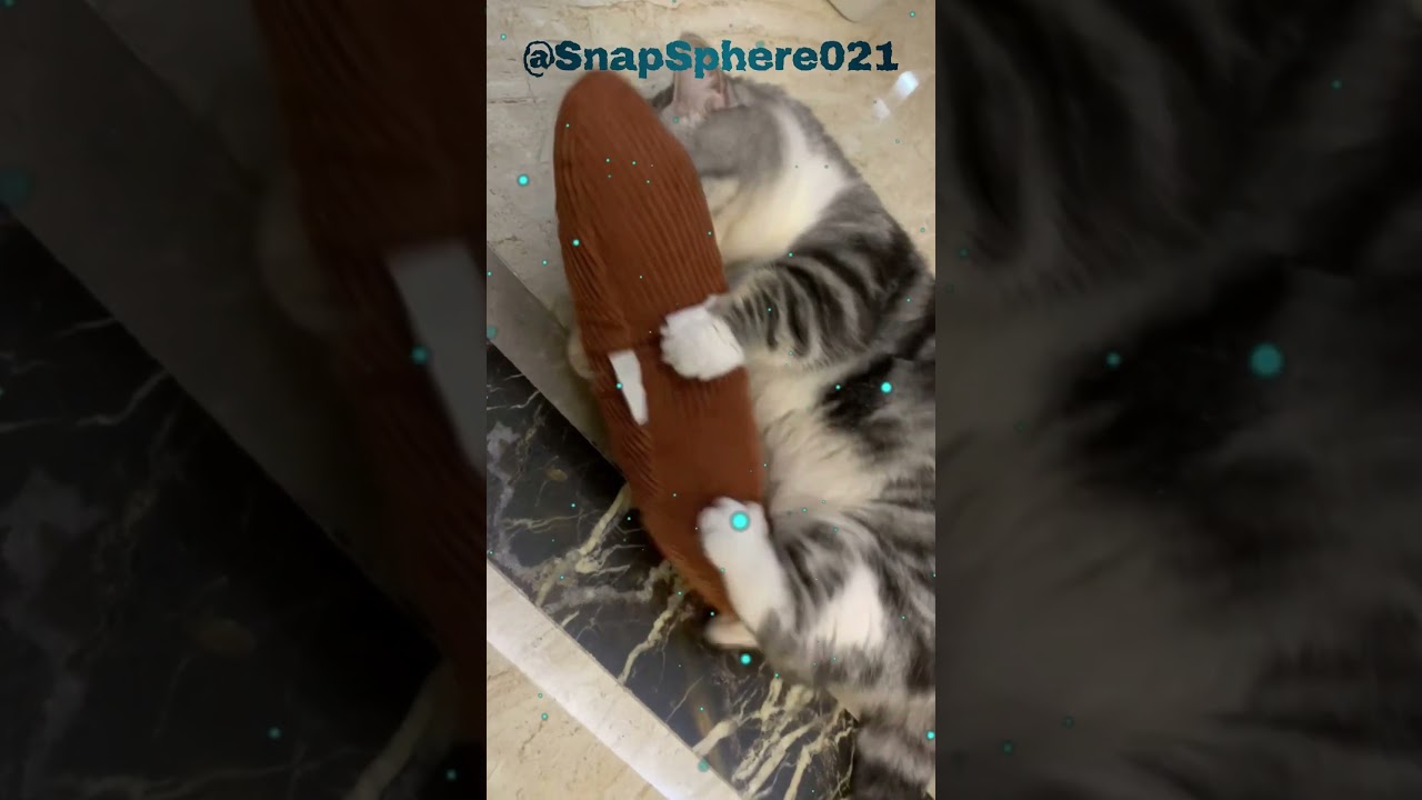 Purrfectly Cozy Moments with Content Cats