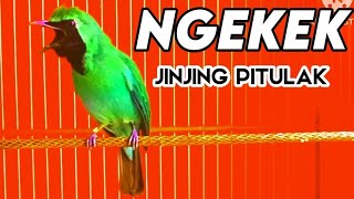 Auto Emosi | Pancingan Cucak Ijo Gacor ngentrok