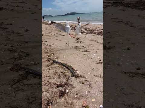 seagulls fighting for food. 갈매기들의 먹이 다툼♤♧♧