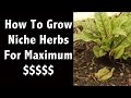 Growing Niche Herbs To Sell For Maximum Profit In An Inexpensive DYI Greenhouse - Off Grid Living