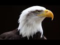 Call of a Bald Eagle