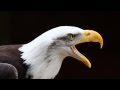 Call of a bald eagle