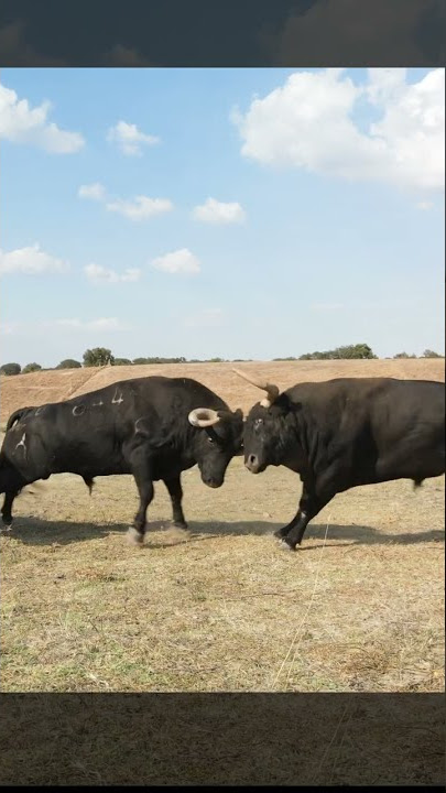 banteng marah berkelahi