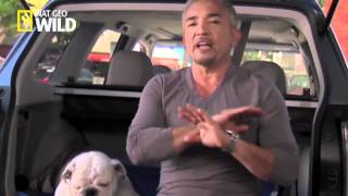 The Dog Whisperer