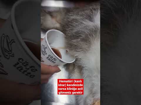 Kedilerde Hematüri 😱
