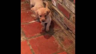 Meeting 5 week old Toby the Fox Red Labrador Puppy for the first Time