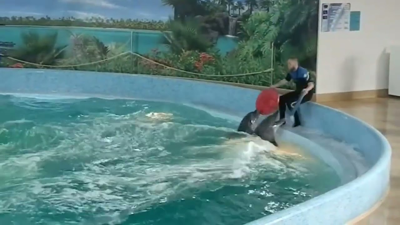 Дельфіни – найрозумніші тварини