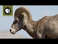 A Pandemic Facing Big Horn Sheep | A NATURE Short Film