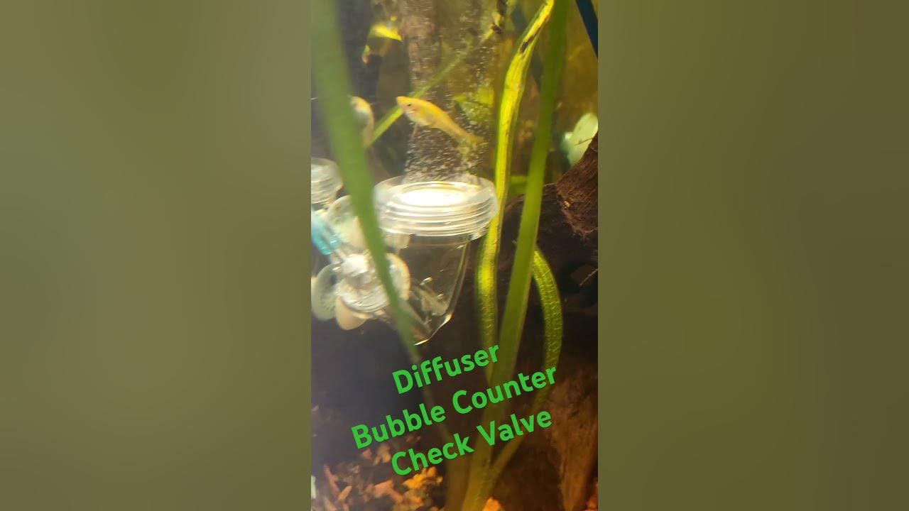 Ista 3 in 1 CO2 Diffuser in action! #aquarium #plantedtank #plantedaquarium