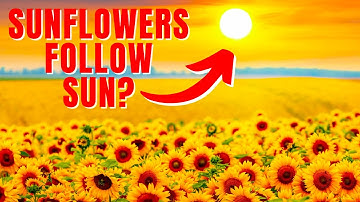 Do Sunflowers ALWAYS Face the Sun? How Do They Even Rotate?
