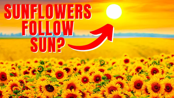 Do Sunflowers ALWAYS Face the Sun? How Do They Even Rotate? - DayDayNews