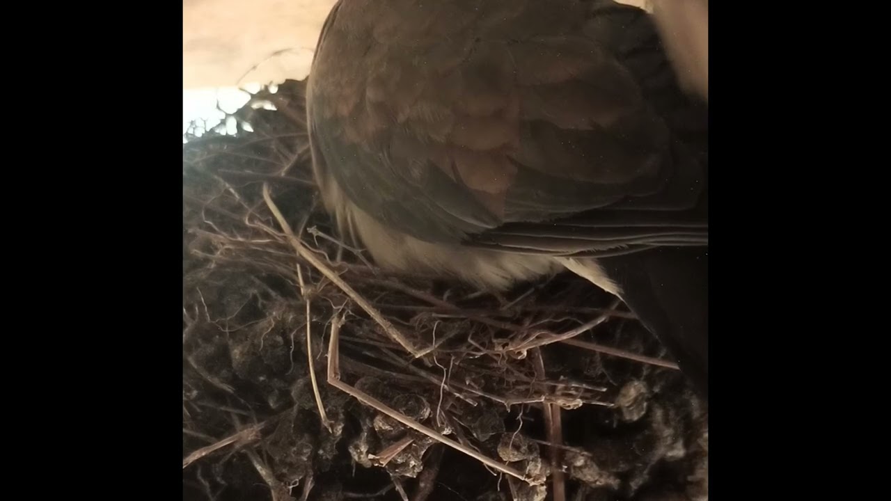 Day 5 of a Strange Bird Hatching Her Eggs 🐦🥚 | 