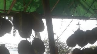Lapak Durian Kebayoran Lama Bos Sarip🤭🤭🤭
