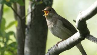 Video thumbnail of "Kuin surmaisi satakielen Edu Kettunen"