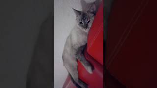 You are my sunshine #short #cat #catvideos
