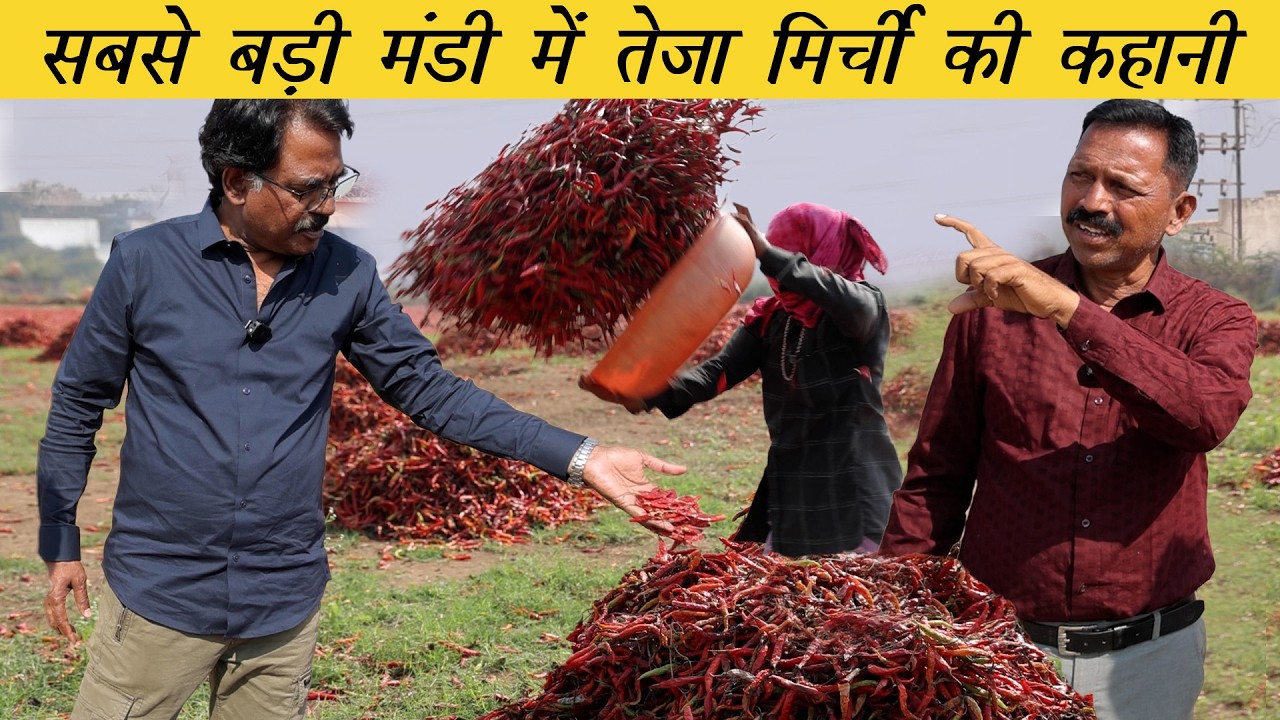 तीखी मिर्ची और फ़ीकी मिर्ची का फर्क | Hottest and the Mildest Chilli | Biggest Chilli Market