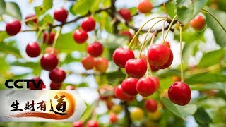 Download 《生财有道》四川汶川:致富一方的樱桃 20190606 | Cctv财经 Video MP3 《生财有道》四川汶川:致富一方的樱桃 20190606 | Cctv财经
