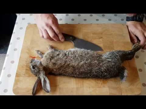 वीडियो: खरगोश की खाल कैसे बनाते हैं