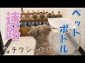 【アジリティ】子犬の挑戦！ペットボトル迷路 - Challenge the maze of PET bottles -【チワワ×シーズー】