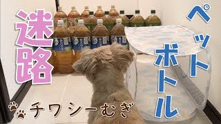 【アジリティ】子犬の挑戦！ペットボトル迷路 - Challenge the maze of PET bottles -【チワワ×シーズー】