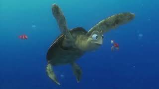 Pak Turtle