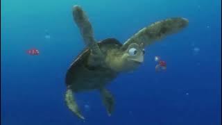 Pak Turtle